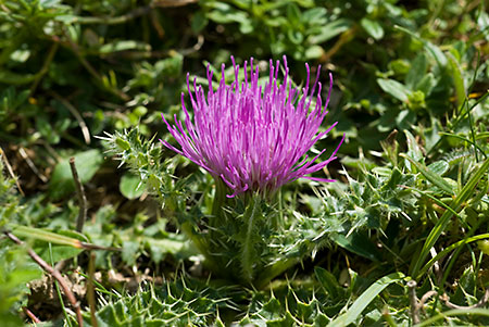 Thistle_Dwarf_LP0068_24_Headley_Heath