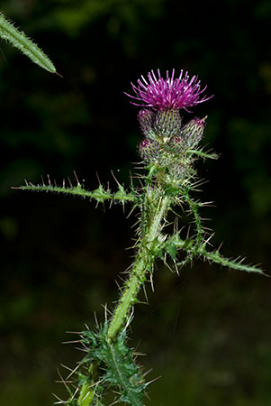 Thistle_Marsh_LP0062_54_Andrews_Wood