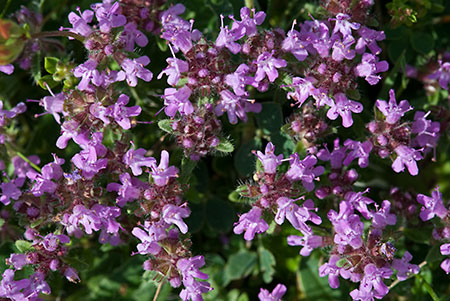 Thyme_Wild_LP0147_04_South_Croydon