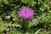 Thistle_Dwarf_LP0068_24_Headley_Heath