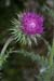 Thistle_Musk_LP0078_42_Puttenham