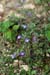 Thyme_Basil_LP0175_69_Wotton