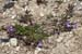 Thyme_Basil_LP0175_87_Wotton