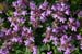 Thyme_Wild_LP0147_04_South_Croydon