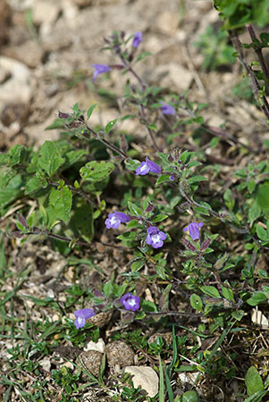 Thyme_Basil_LP0175_72_Wotton