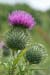 Thistle_Spear_LP0060_05_Penlee