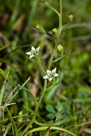 Toadflax_Bastard_LP0160_37_Walton_Downs