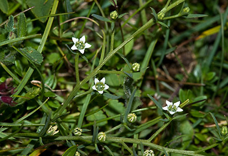 Toadflax_Bastard_LP0160_41_Walton_Downs