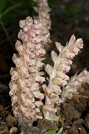 Toothwort_LP0109_07_Headley