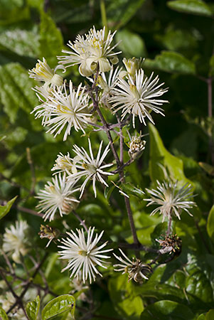 Traveller's-joy_LP0068_30_Headley_Heath