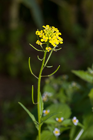 Treacle-mustard_LP0224_04_Wisley