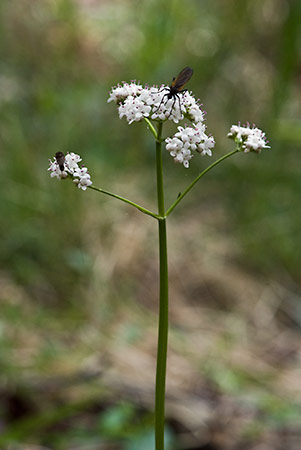 Valerian_Marsh_LP0203_03_Elstead