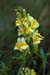 Toadflax_Common_LP0020_18_Riddlesdown2
