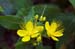 Tutsan_Stinking_LP0214_29_Hurst_Park