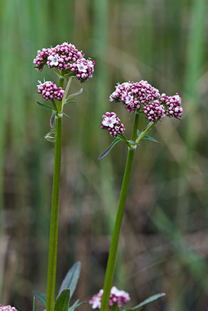 Valerian_Marsh_LP0125_03_Parsonage_Moor