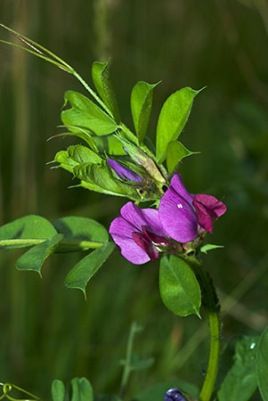 Vetch_Common_LP0067_28_Chalkpit_Wood