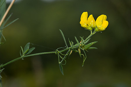 Vetchling_Meadow_LP0181_14_Banstead