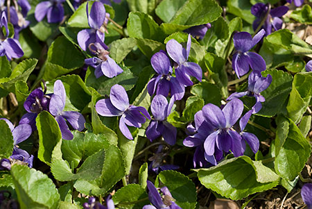 Violet_Sweet_LP0104_01_Croham_Hurst
