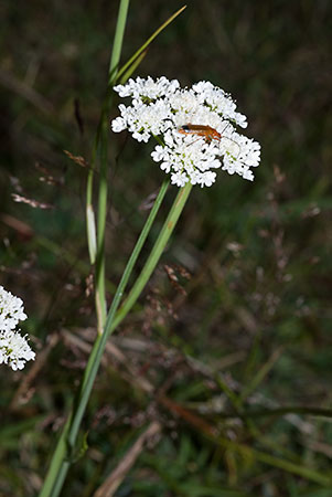 Water-dropwort_Corky-fruited_LP0159_25_Epsom_Common