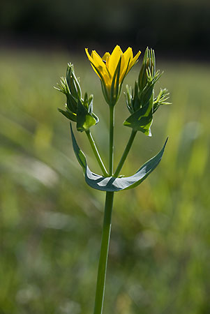 Yellow-wort_LP0026_08_White_Downs