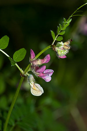 Vetch_Bush_LP0130_05_Peaslake