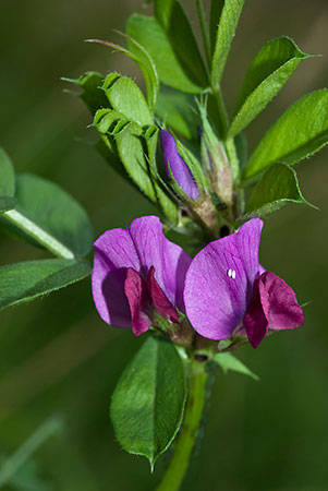 Vetch_Common_LP0067_33_Chalkpit_Wood