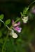 Vetch_Bush_LP0130_05_Peaslake