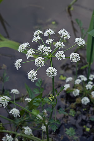 Water-dropwort_Hemlock_LP0152_70_Lingfield