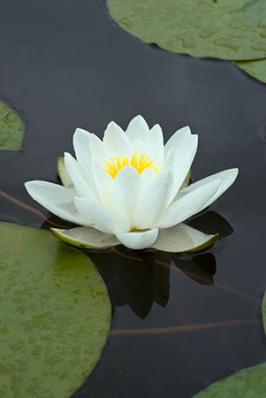 Water-lily_White_LP0057_18_Sandwich