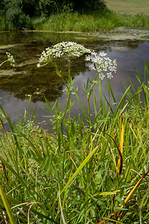 Water-parsnip_Greater_LP0218_80_Runnymede