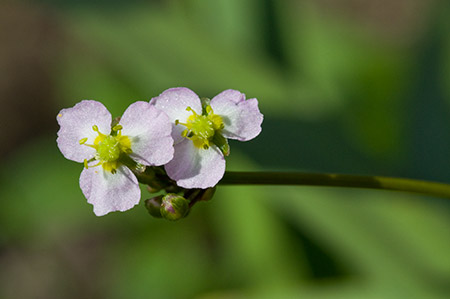 Water-plantain_LP0217_04_Backside_Common