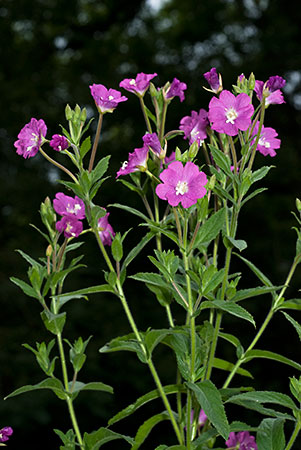 Willowherb_Great_LP0067_01_Chalkpit_Wood