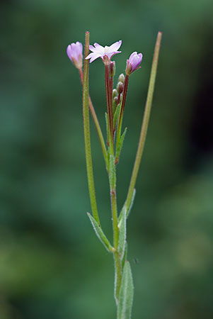 Willowherb_Hoary_LP0160_30_Walton_Downs