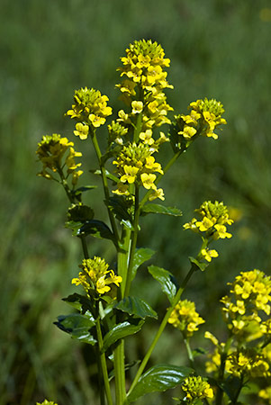 Winter-cress_LP0207_03_Corfe