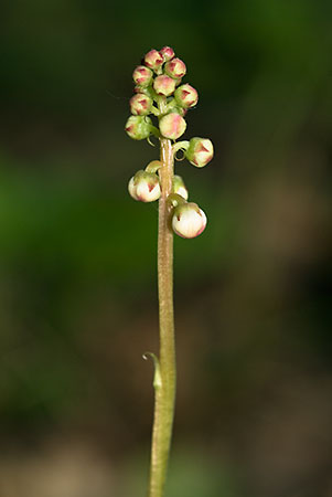 Wintergreen_Common_LP0132_17_Thursley