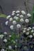 Water-dropwort_Hemlock_LP0152_70_Lingfield