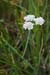 Water-dropwort_Tubular_LP0152_27_Lingfield