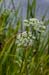 Water-parsnip_Greater_LP0218_77_Runnymede