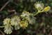 Willow_Goat_LP0104_04_Shirley