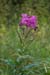 Willowherb_Rosebay_LP0028_05_Howell_Hill