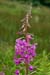 Willowherb_Rosebay_LP0059_46_Andrews_Wood