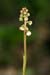 Wintergreen_Common_LP0132_17_Thursley