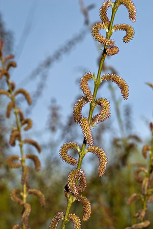 Willow_Purple_LP0095_86_Guildford_