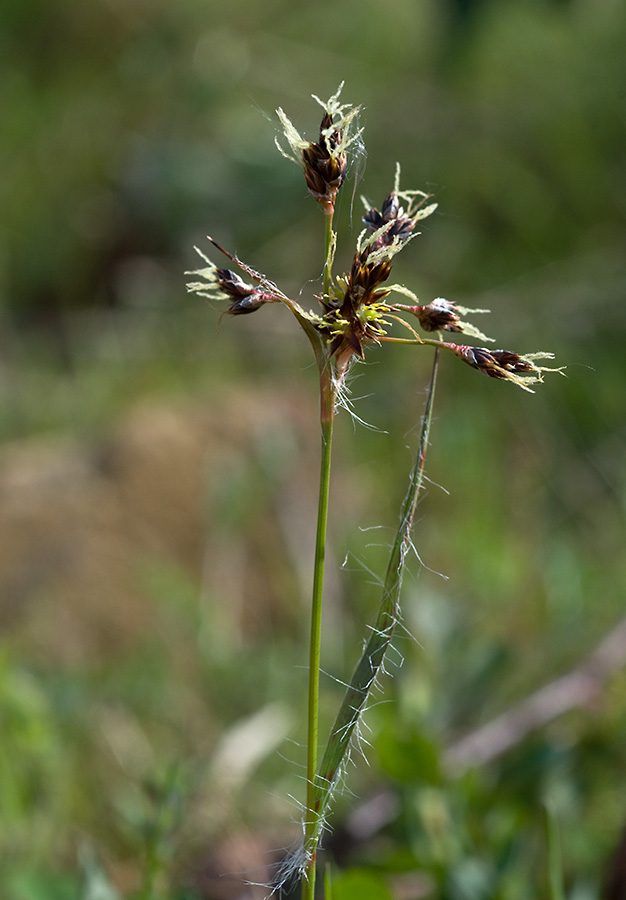 Wood-rush_LP0118_44_Hale_Common