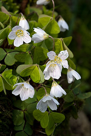 Wood-sorrel_LP0107_07_Godstone