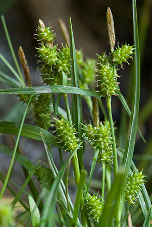 Yellow-sedge_Common_LP0129_13_Frillinghurst