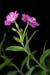 Willowherb_Great_LP0067_13_Chalkpit_Wood
