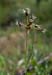 Wood-rush_LP0118_44_Hale_Common