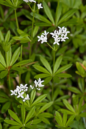 Woodruff_LP0126_07_Warburg