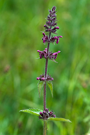 Woundwort_Hedge_LP0137_08_Riddlesdown